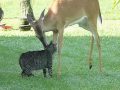 Young deer bathing kitty - Young deer bathing kitty