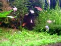 aquario plantado 