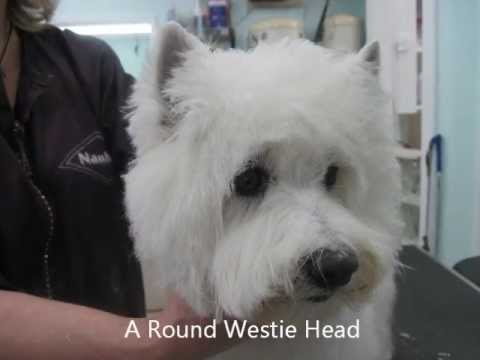 how to whiten westie coat