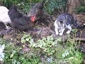 Cat and chickens together - who or what scared who ?? Cat and chickens together - who or what scared who ??