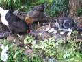 videos de Cat and chickens together - who or what scared who ??