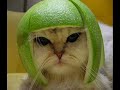 Super Funny Cats