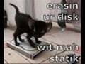 Super-Funny-Cats