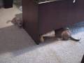 videos de Tiff & Bailey