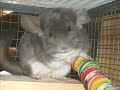 DORY THE CHINCHILLA\