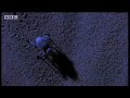 Desert insects, scorpions and snakes use special skills to survive - BBC wildlife