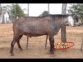 capril Jericó