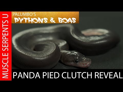 YouTube reptile video