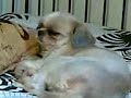 Dora Can't Keep Awake