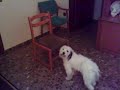 El encantador de perros.