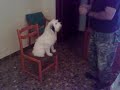 El encantador de perros.