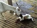Kambing Menjilat Anak Yang Baru Lahir Kambing Menjilat Anak Yang Baru Lahir