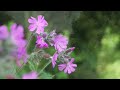 Click here to watch this video Prior Park - Bath