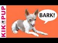 title="Dog