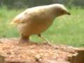 WHITE FEMALE SATIN BOWERBIRD ,VERY RARE .IS THIS A NEW SPECIES OR IS IT ALBINO ????