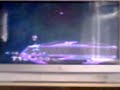 white falco (LK) VS red falco (RTS)