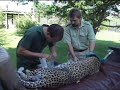 Sick Cheetah Part 1