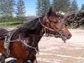 Click here to watch this video Elitloppsfredag och FD går i ledningen