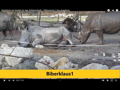nashorn