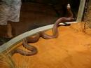 Cobra