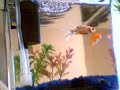 Fish Madness Fish Madness