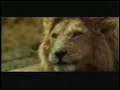 Funny Goat On The Run African Safari Animal Video
