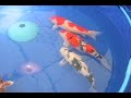 Koi show at the Festival of Fishkeeping 2006 Koi show at the Festival of Fishkeeping 2006