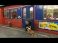 Trond-Viggo - Den gamle mannen på tbanen Trond-Viggo - Den gamle mannen på tbanen
