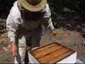 L'apiculteur des Cévennes