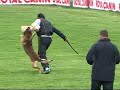 kampioenschap mechelaars frankrijk kampioenschap mechelaars frankrijk