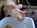 De kattenren...