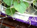 Honeydew Plants -3rd Week Update(part of my mini garden oct) Honeydew Plants -3rd Week Update(part of my mini garden oct)