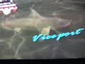 gta shark vice city gta shark vice city