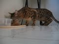 Bad eating habit