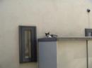 Cat fights sleepiness