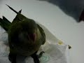 How To Hand Feed Birds