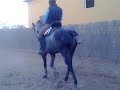 Rafael arcos en su picadero
