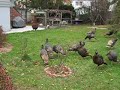 New York Turkeys New York Turkeys