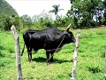 Cuba 2005 - A Guided Hike through the Valle del Ancon
