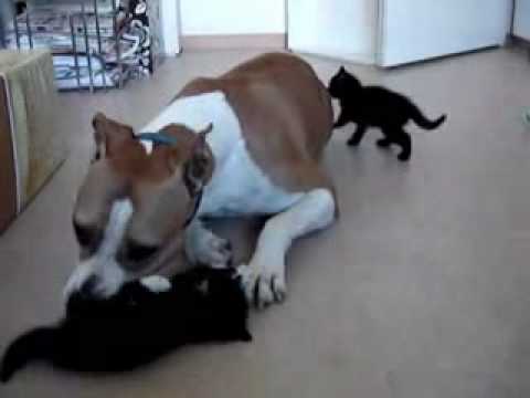 YouTube Трейлер