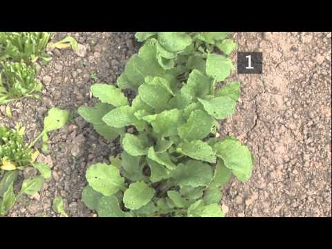 how to harvest radishes