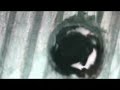 Bee gives me the finger