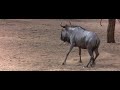 пьяные животные
