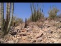 SPOT: Desert View Trail in Organ Pipe Cactus ...