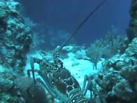 Riviera Maya y Cozumel