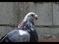 Gorgueros de Carlos Loza 1