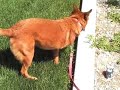 Adventures of a silent snob dog and Jay Adventures of a silent snob dog and Jay