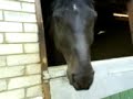 kyros helen horse in his stable with amber very cute taylors kyros helen horse in his stable with amber very cute taylors