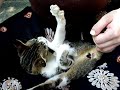 Emily and the Cat