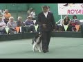 Whisper performing his HTM routine to Bach\ Whisper performing his HTM routine to Bach\